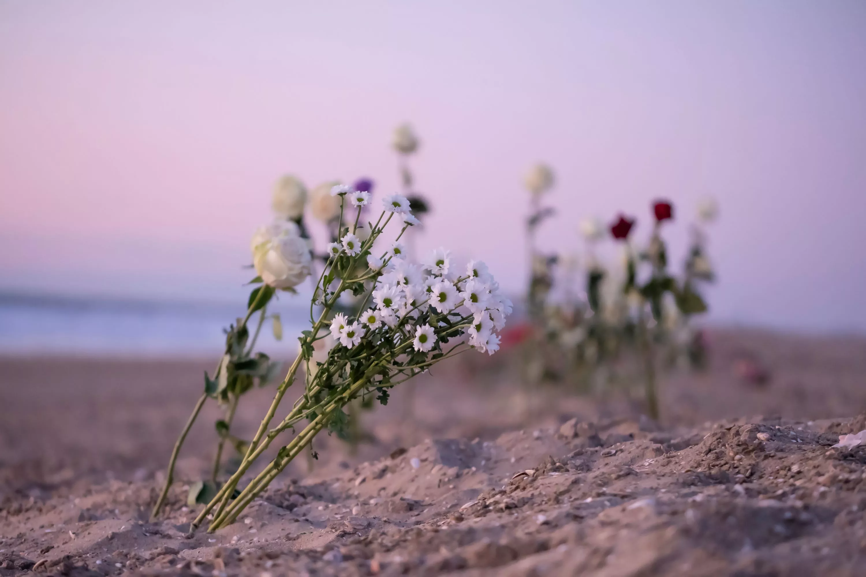 Blumen an einem Strand, die im Sand stecken