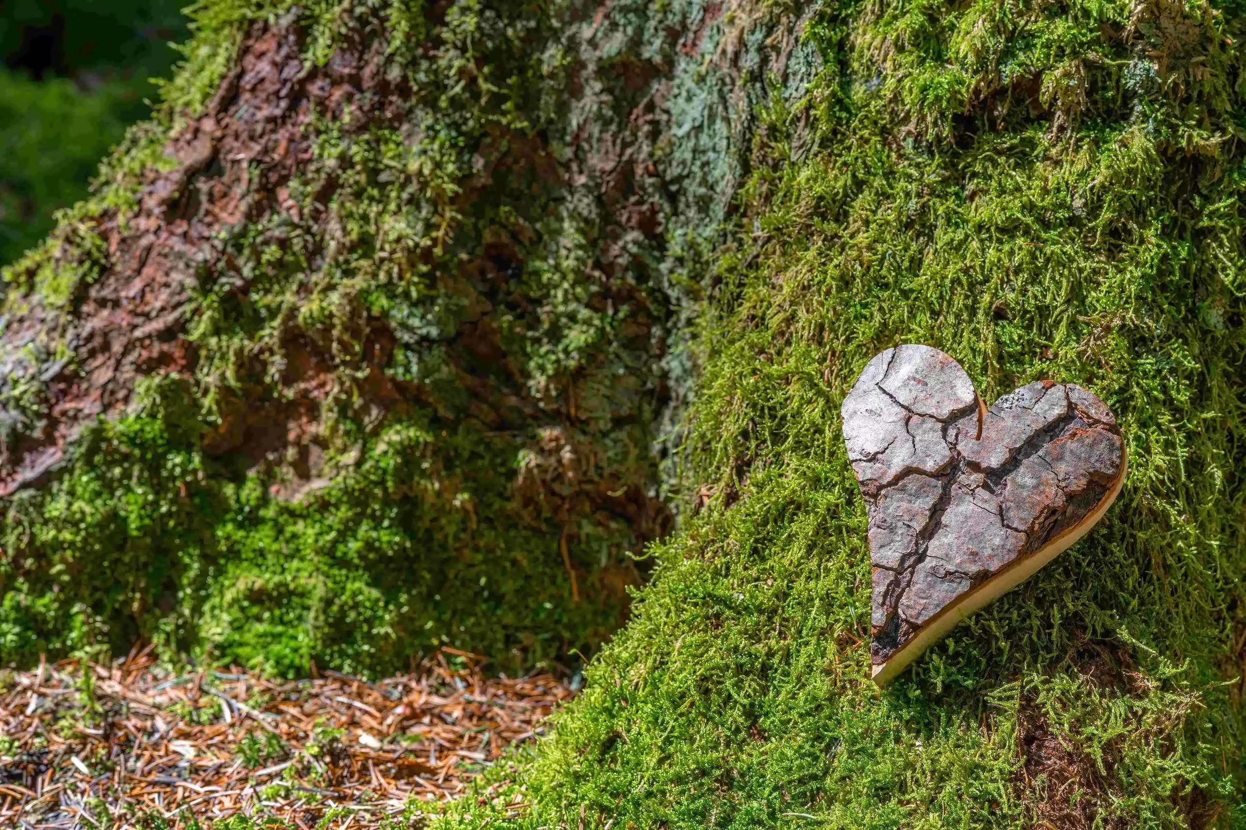 Ein kleines Herz aus Holz, das auf der Wurzel eines Baumes liegt